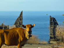 Vache devant la porte du temple - Bali